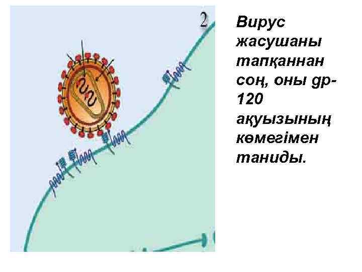 Вирус жасушаны тапқаннан соң, оны gp 120 ақуызының көмегімен таниды. 