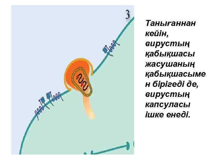 Танығаннан кейін, вирустың қабықшасы жасушаның қабықшасыме н бірігеді де, вирустың капсуласы ішке енеді. 