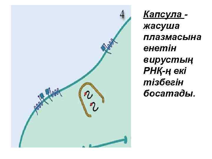 Капсула жасуша плазмасына енетін вирустың РНҚ-ң екі тізбегін босатады. 