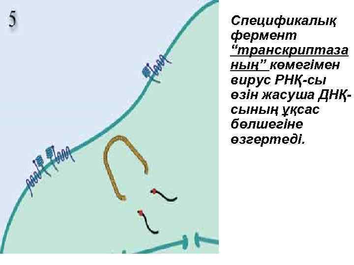 Спецификалық фермент “транскриптаза ның” көмегімен вирус РНҚ-сы өзін жасуша ДНҚсының ұқсас бөлшегіне өзгертеді. 