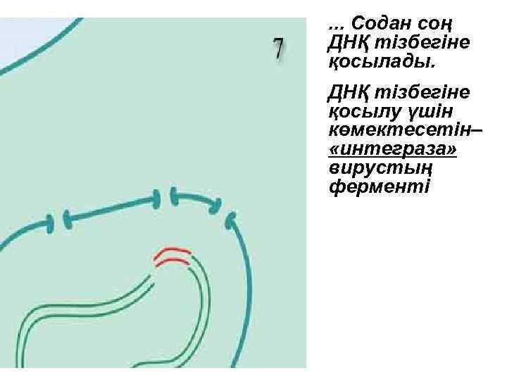 . . . Содан соң ДНҚ тізбегіне қосылады. ДНҚ тізбегіне қосылу үшін көмектесетін– «интеграза»