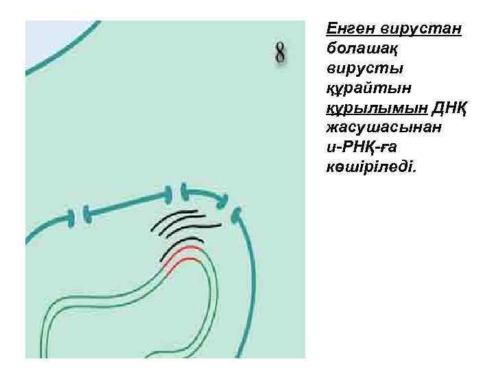 Енген вирустан болашақ вирусты құрайтын құрылымын ДНҚ жасушасынан и-РНҚ-ға көшіріледі. 