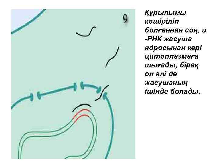 Құрылымы көшіріліп болғаннан соң, и -РНК жасуша ядросынан кері цитоплазмаға шығады, бірақ ол әлі