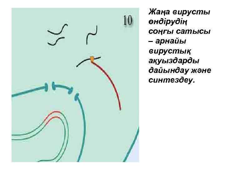 Жаңа вирусты өндірудің соңғы сатысы – арнайы вирустық ақуыздарды дайындау және синтездеу. 