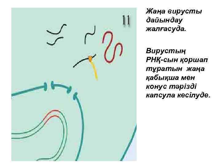 Жаңа вирусты дайындау жалғасуда. Вирустың РНҚ-сын қоршап тұратын жаңа қабықша мен конус тәрізді капсула