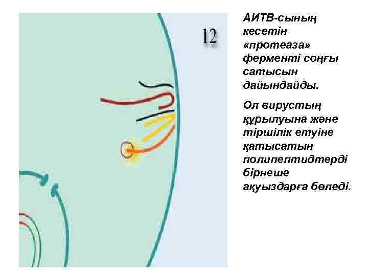 АИТВ-сының кесетін «протеаза» ферменті соңғы сатысын дайындайды. Ол вирустың құрылуына және тіршілік етуіне қатысатын