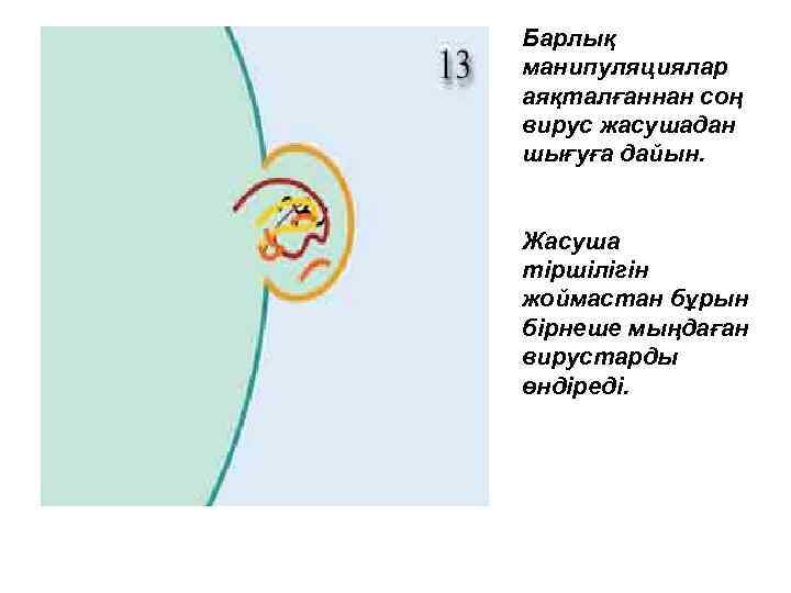 Барлық манипуляциялар аяқталғаннан соң вирус жасушадан шығуға дайын. Жасуша тіршілігін жоймастан бұрын бірнеше мыңдаған