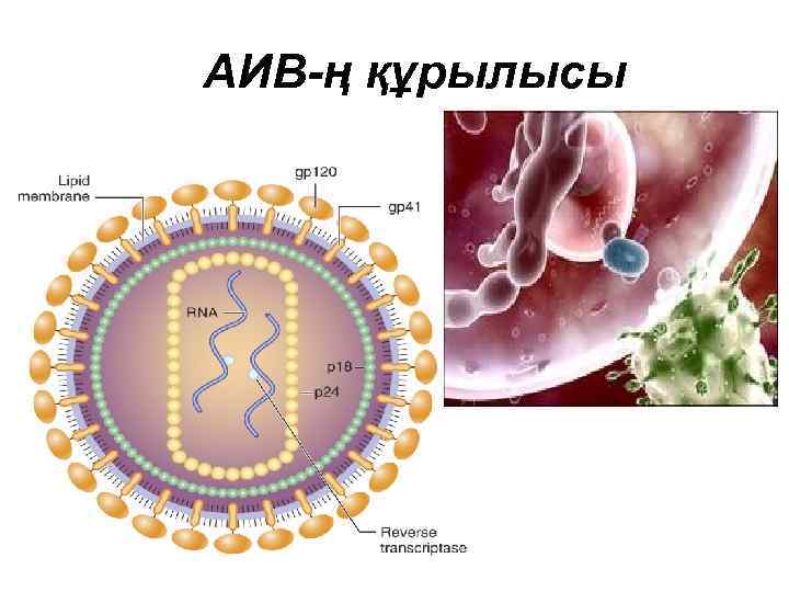 АИВ-ң құрылысы 
