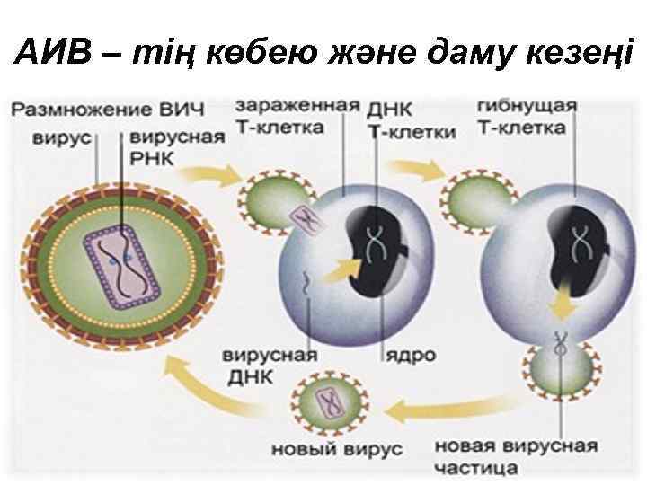 АИВ – тің көбею және даму кезеңі 