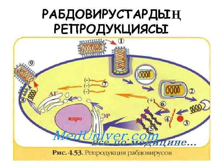 РАБДОВИРУСТАРДЫҢ РЕПРОДУКЦИЯСЫ 