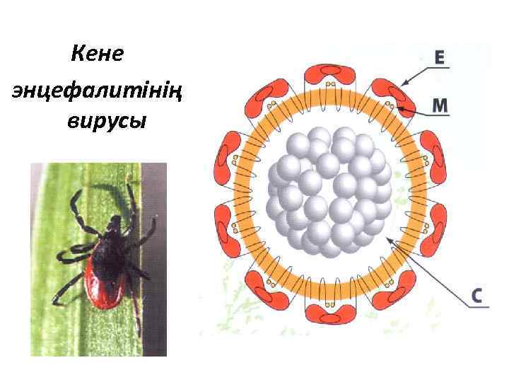 Кене энцефалитінің вирусы 