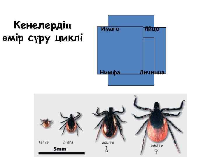Кенелердің өмір сүру циклі Имаго Яйцо Нимфа Личинка 