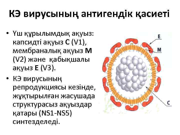 КЭ вирусының антигендік қасиеті • Үш құрылымдық ақуыз: капсидті ақуыз С (V 1), мембраналық