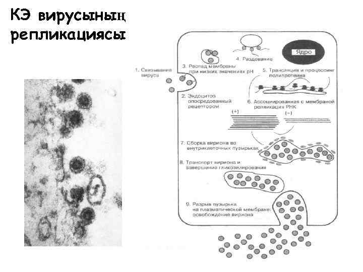 КЭ вирусының репликациясы 