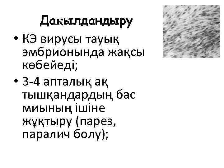 Дақылдандыру • КЭ вирусы тауық эмбрионында жақсы көбейеді; • 3 -4 апталық ақ тышқандардың