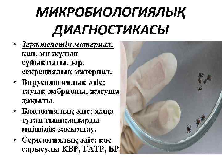 МИКРОБИОЛОГИЯЛЫҚ ДИАГНОСТИКАСЫ • Зерттелетін материал: қан, ми жұлын сұйықтығы, зәр, секрециялық материал. • Вирусологиялық