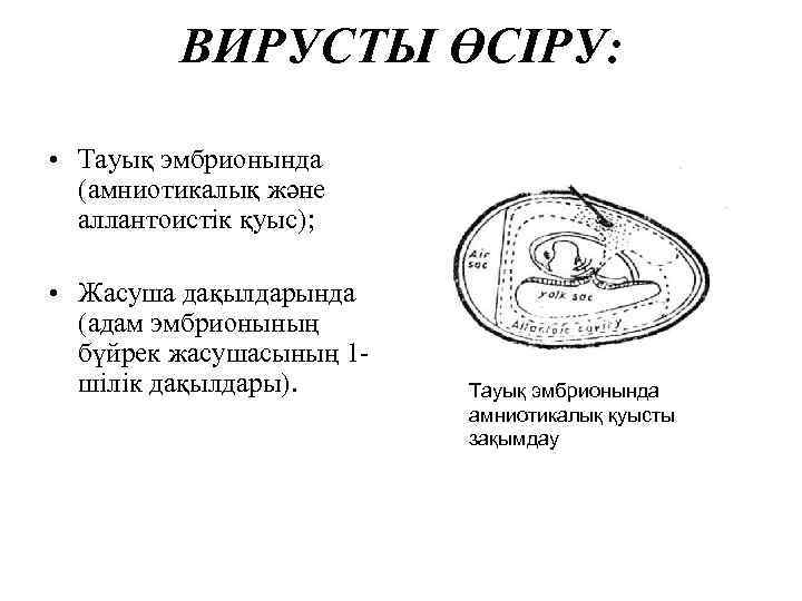 ВИРУСТЫ ӨСІРУ: • Тауық эмбрионында (амниотикалық және аллантоистік қуыс); • Жасуша дақылдарында (адам эмбрионының