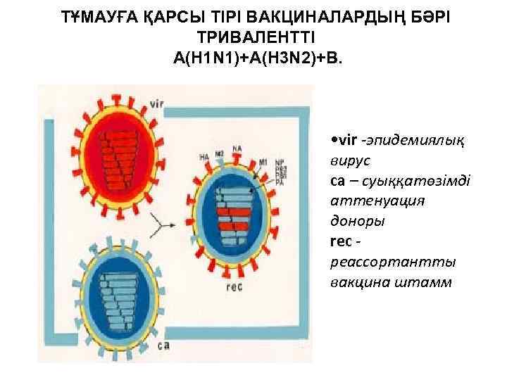 ТҰМАУҒА ҚАРСЫ ТІРІ ВАКЦИНАЛАРДЫҢ БӘРІ ТРИВАЛЕНТТІ A(H 1 N 1)+A(H 3 N 2)+B. •