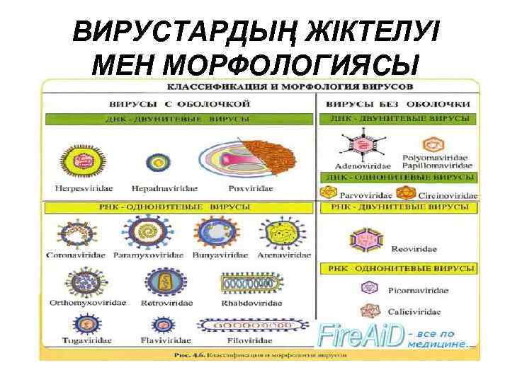 ВИРУСТАРДЫҢ ЖІКТЕЛУІ МЕН МОРФОЛОГИЯСЫ 