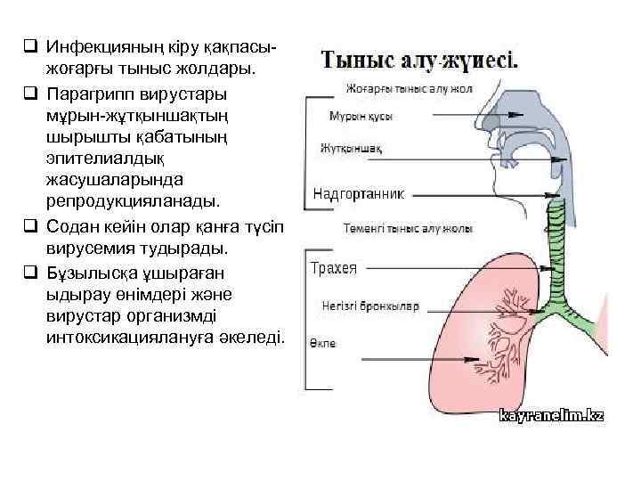q Инфекцияның кіру қақпасыжоғарғы тыныс жолдары. q Парагрипп вирустары мұрын-жұтқыншақтың шырышты қабатының эпителиалдық жасушаларында