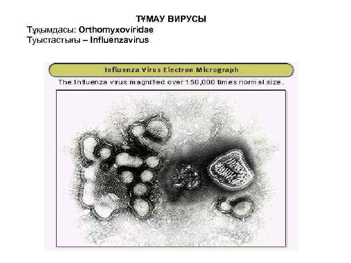 ТҰМАУ ВИРУСЫ Тұқымдасы: Orthomyxoviridae Туыстастығы – Influenzavirus 