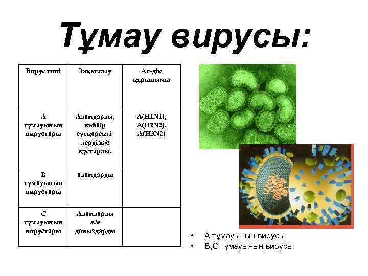 Тұмау вирусы: Вирус типі Зақымдау Аг-дік құрылымы А тұмауының вирустары Адамдарды, кейбір сүтқоректілерді ж/е