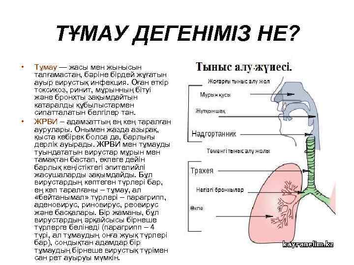 ТҰМАУ ДЕГЕНІМІЗ НЕ? • • Тұмау — жасы мен жынысын талғамастан, бәріне бірдей жұғатын