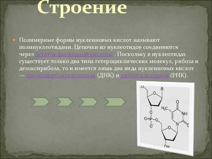 Строение полинуклеотида в виде схемы