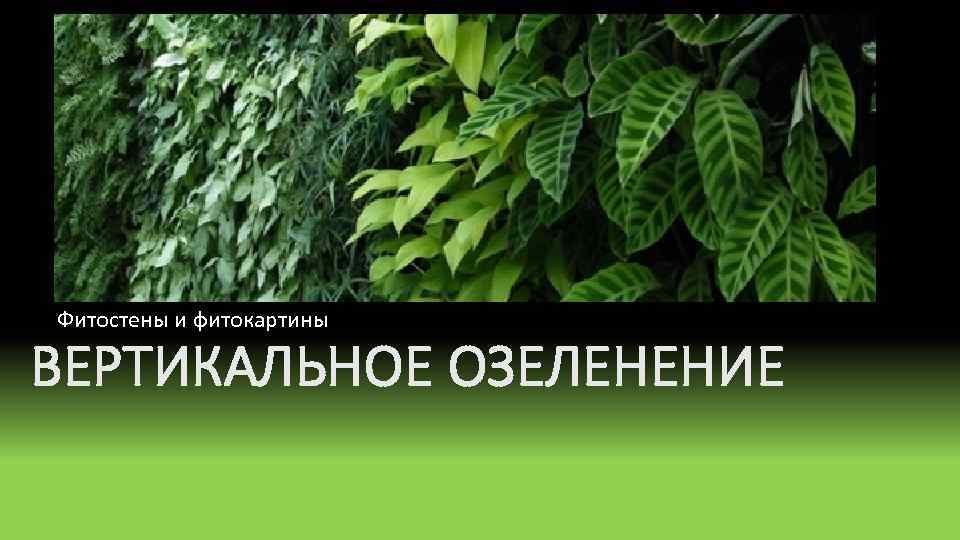 Фитостены и фитокартины ВЕРТИКАЛЬНОЕ ОЗЕЛЕНЕНИЕ 