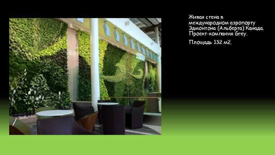 Живая стена в международном аэропорту Эдмонтона (Альберта) Канада. Проект-компания Grey. Площадь 132 м 2.