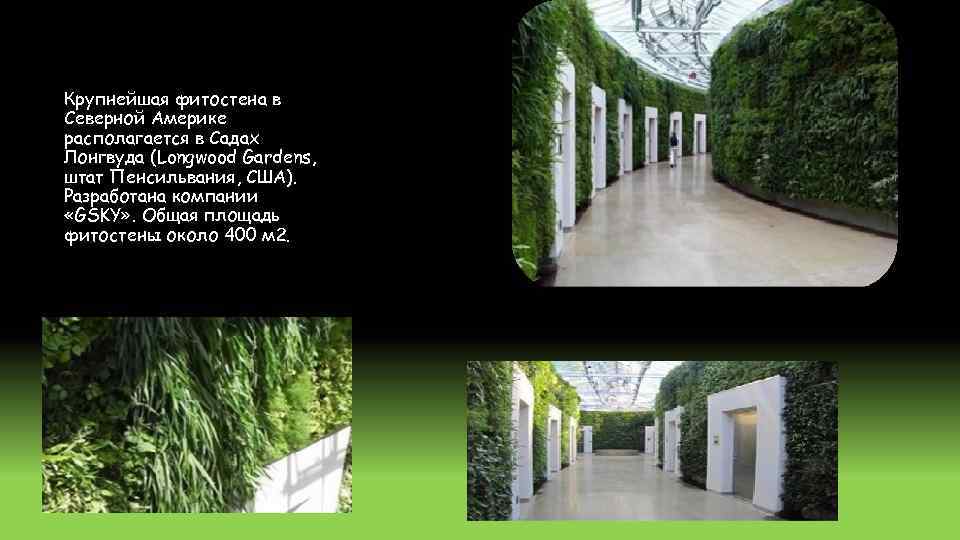 Крупнейшая фитостена в Северной Америке располагается в Садах Лонгвуда (Longwood Gardens, штат Пенсильвания, США).