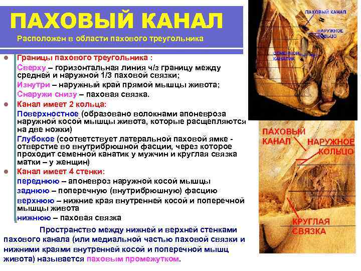 ПАХОВЫЙ КАНАЛ Расположен в области пахового треугольника Границы пахового треугольника : Сверху – горизонтальная