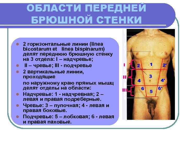 ОБЛАСТИ ПЕРЕДНЕЙ БРЮШНОЙ СТЕНКИ l l l 2 горизонтальные линии (linea bicostarum et linea