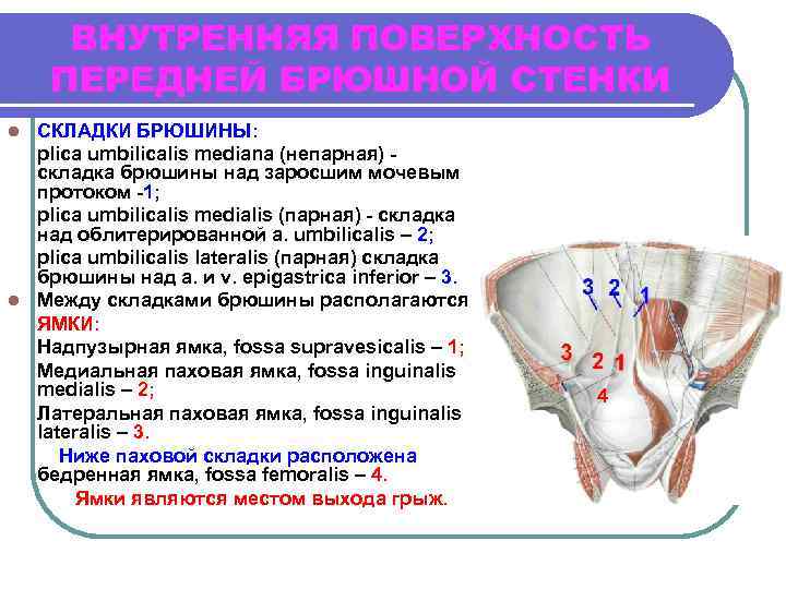 ВНУТРЕННЯЯ ПОВЕРХНОСТЬ ПЕРЕДНЕЙ БРЮШНОЙ СТЕНКИ СКЛАДКИ БРЮШИНЫ: plica umbilicalis mediana (непарная) складка брюшины над