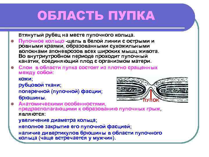 ОБЛАСТЬ ПУПКА Втянутый рубец на месте пупочного кольца. Пупочное кольцо -щель в белой линии
