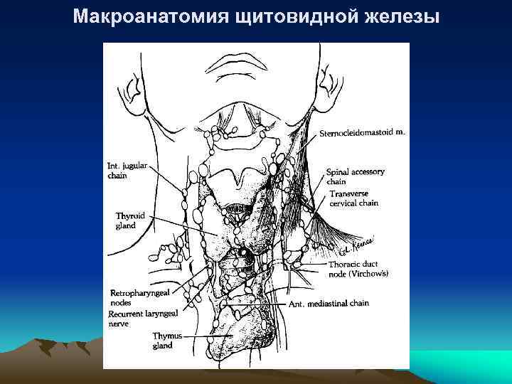 Макроанатомия щитовидной железы 