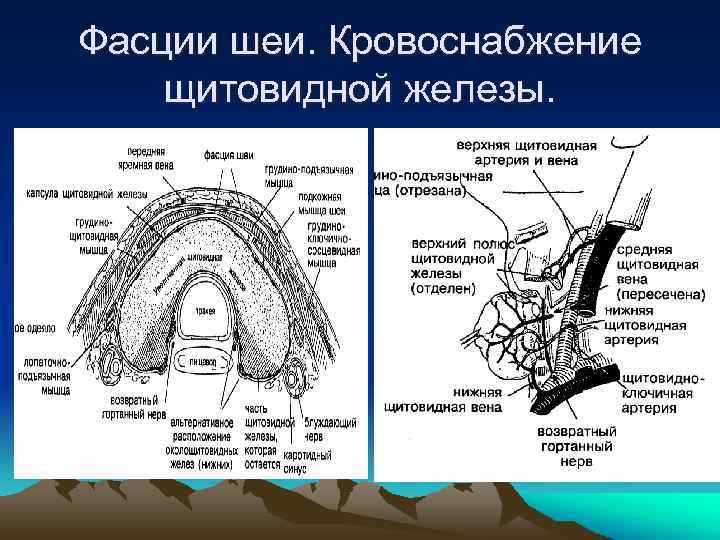 Фасции шеи. Кровоснабжение щитовидной железы. 