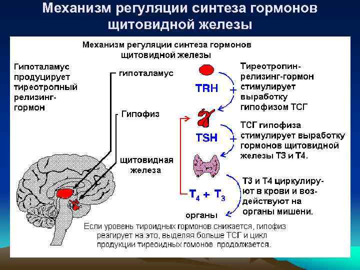 Механизм регуляции синтеза гормонов щитовидной железы 