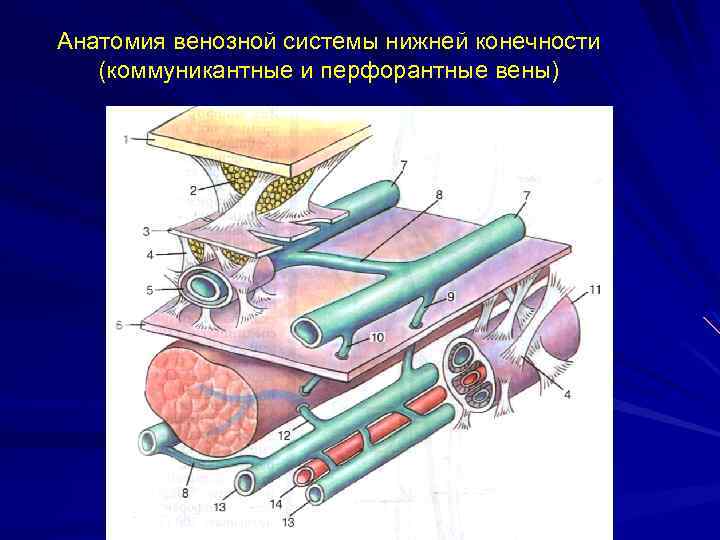 Анатомия венозной системы нижней конечности (коммуникантные и перфорантные вены) 