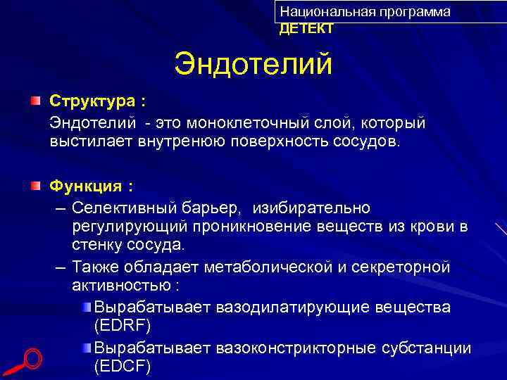Национальная программа ДЕТЕКТ Эндотелий Структура : Эндотелий - это моноклеточный слой, который выстилает внутренюю