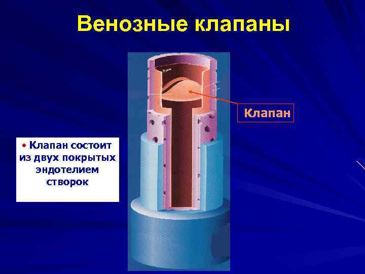 Венозные клапаны Клапан • Клапан состоит из двух покрытых эндотелием створок 