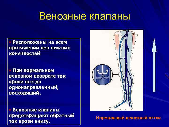 Какие вены имеют клапаны