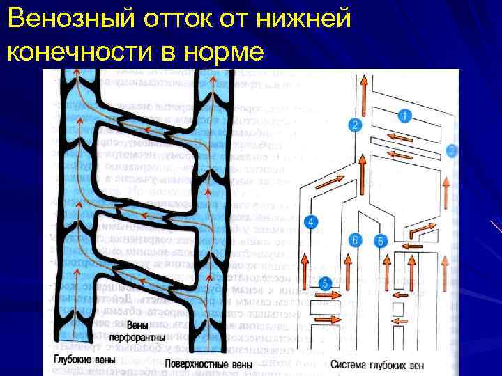 Венозный отток от нижней конечности в норме 