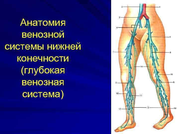 Анатомия венозной системы нижней конечности (глубокая венозная система) 