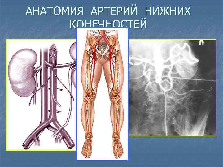 АНАТОМИЯ АРТЕРИЙ НИЖНИХ КОНЕЧНОСТЕЙ 
