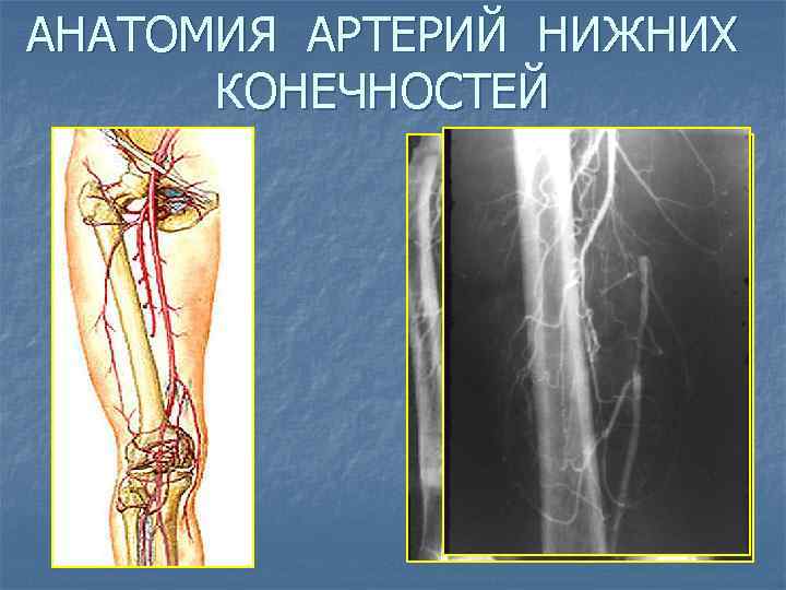 АНАТОМИЯ АРТЕРИЙ НИЖНИХ КОНЕЧНОСТЕЙ 