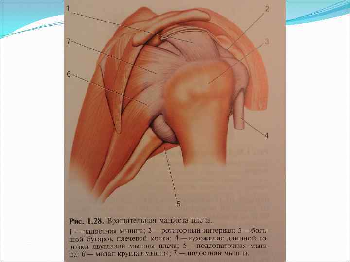Плечевой сустав анатомия строение с мышцами