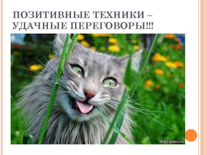 ПОЗИТИВНЫЕ ТЕХНИКИ – УДАЧНЫЕ ПЕРЕГОВОРЫ!!! 