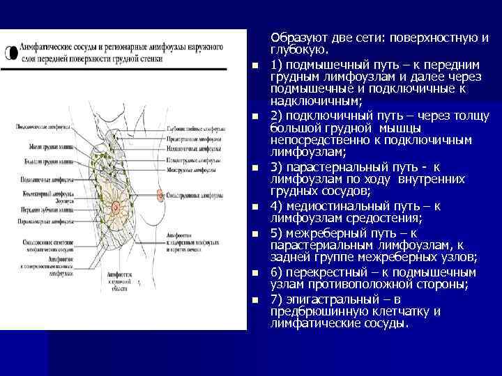 n n n n Образуют две сети: поверхностную и глубокую. 1) подмышечный путь –