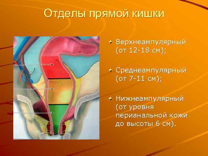 Отделы прямой кишки. Среднеампулярный отдел прямой кишки. Верхнеампулярный отдел прямой кишки. Нижнеампулярный отдел прямой кишки.